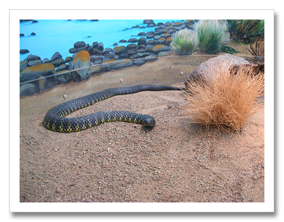 Mainland Tiger Snake