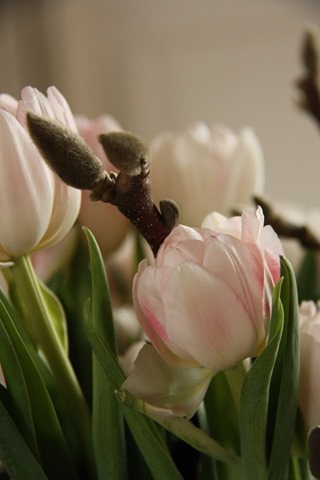 roze roze