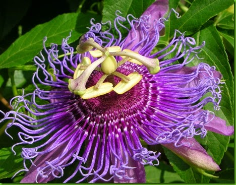 Passiflora amethystina Passiflora amethystina