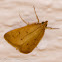 Crambidae Moth