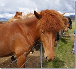 Icelandic horses