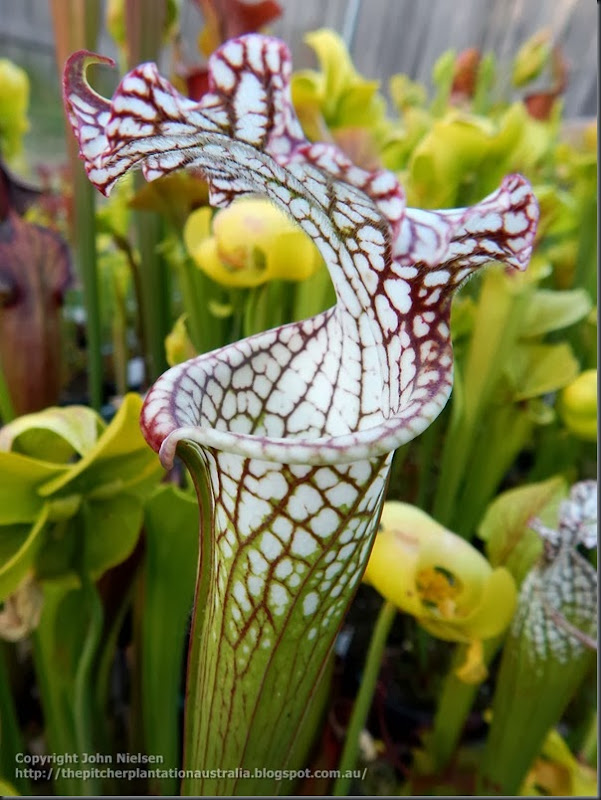 tarnok pitcher