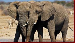 elephants2 love