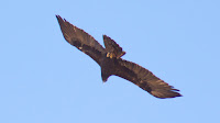 DSC04398.jpg