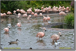 Slimbridge WWT - Rain