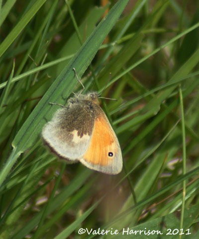 [small-heath-butterfly%255B2%255D.jpg]