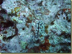 a nudibranch