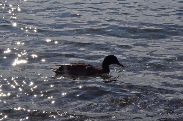 DSC_0682.JPG DSC_0682.JPG