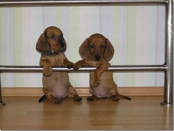 funny-animals-cute-2