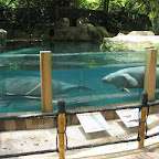 Dujong at Singapore Zoo