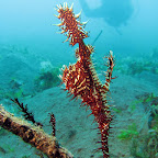 Harlequin ghost pipefish (Dauin, Negros)