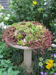 Green Brier Jam kitchen bird bath w succulents2. 8.3.2013