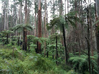 May 22 - More ferns in the forest