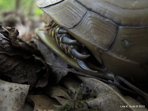 box turtle claws box turtle claws