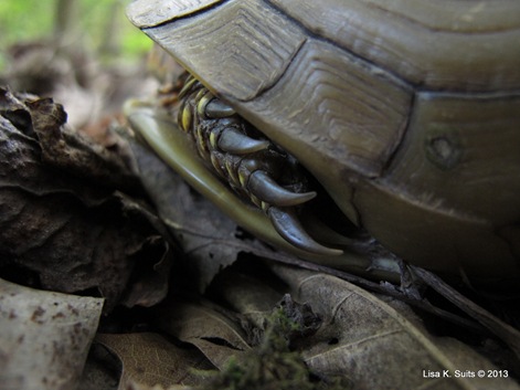 box turtle claws