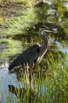 Great-Blue-Heron