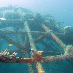 Artificial reef of "The Project" (Pemuteran, North Bali)