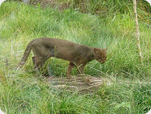 Puma_yaguarondi Puma_yaguarondi