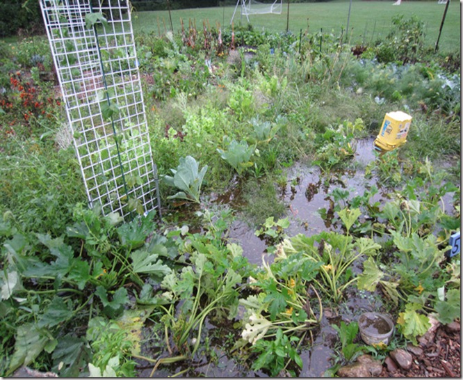 Flooded garden from Irene