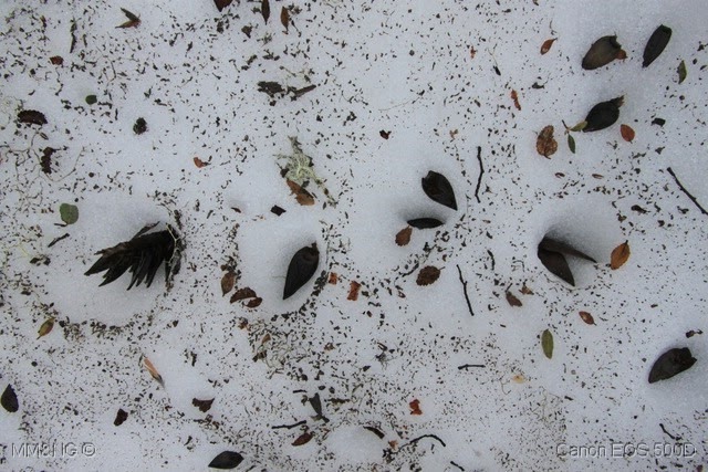 [IMG_2639%255B7%255D.jpg]