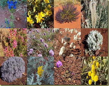 Flowers Flowers