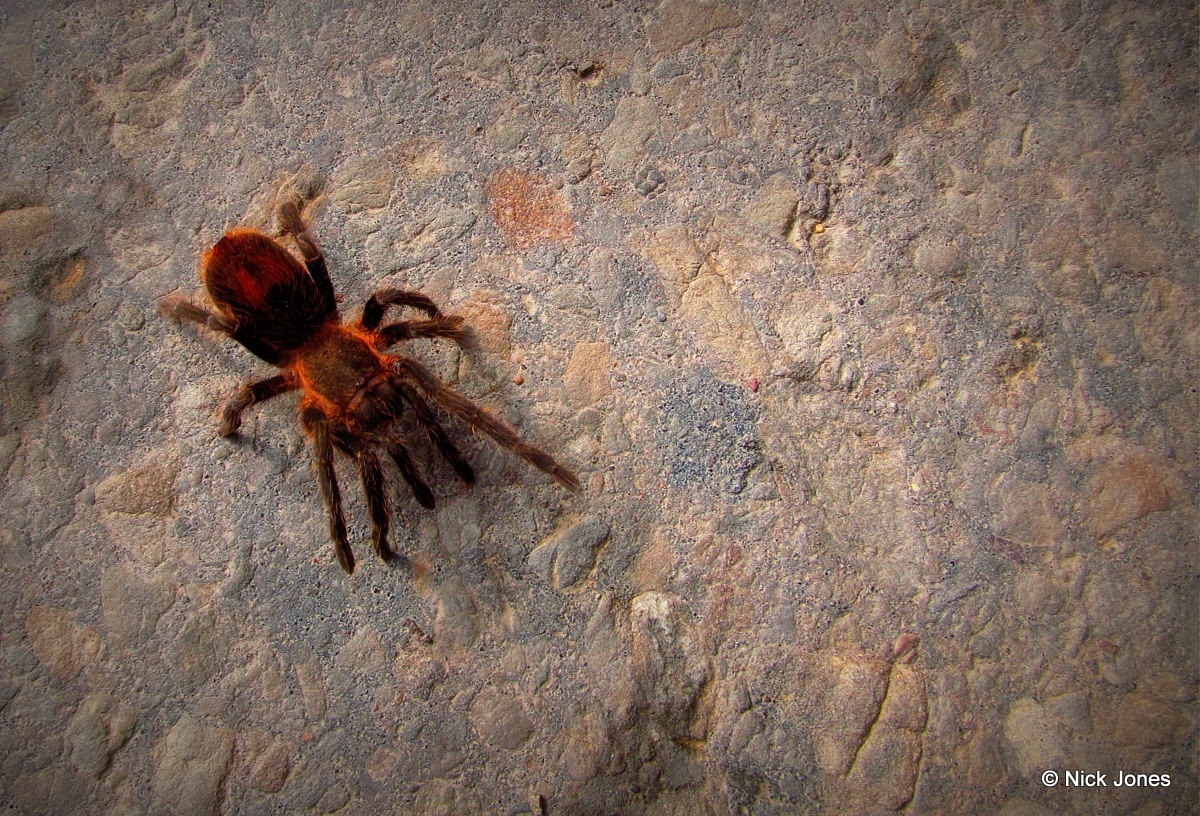 [IMG_6301%255B3%255D.jpg]