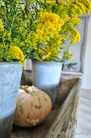 [goldenrod%255B2%255D.jpg]