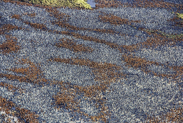 penguin-colony11 penguin-colony11