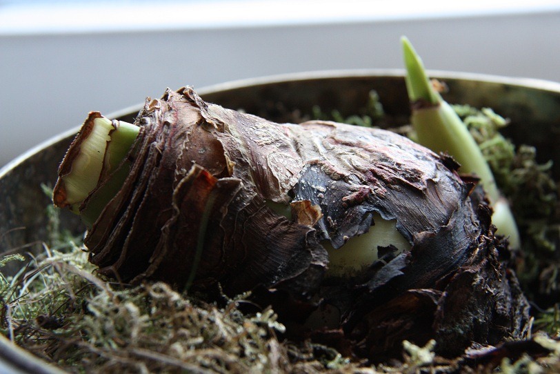 [amaryllis%255B3%255D.jpg]