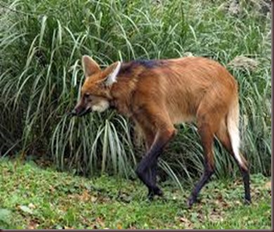 Amazing Animal Pictures The Maned Wolf (4)