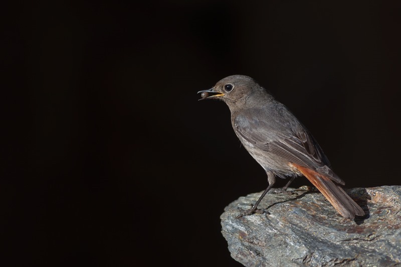 [Rabirruivo-femea%255B1%255D.jpg]