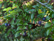 P7306738