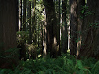 california_sequoia