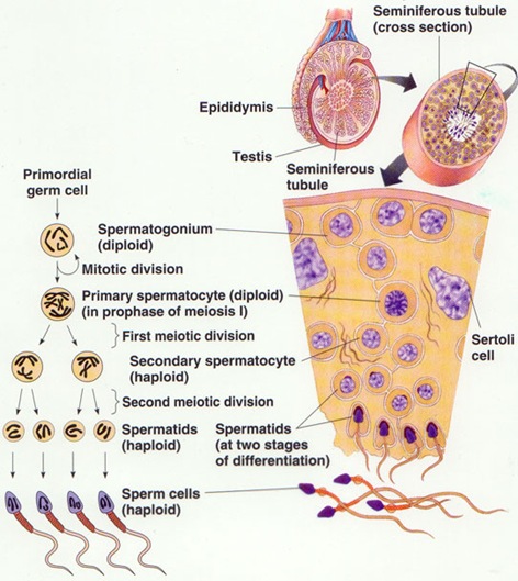 spermatogenesis