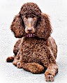 Poodle Stare