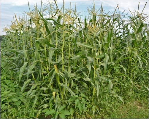 sweet corn sweet corn