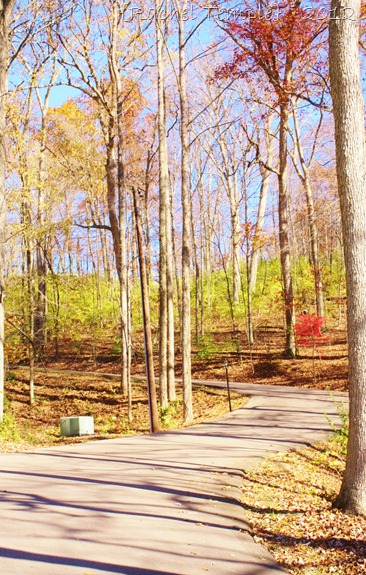 Fall racheltemple.com