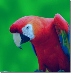 loros loros