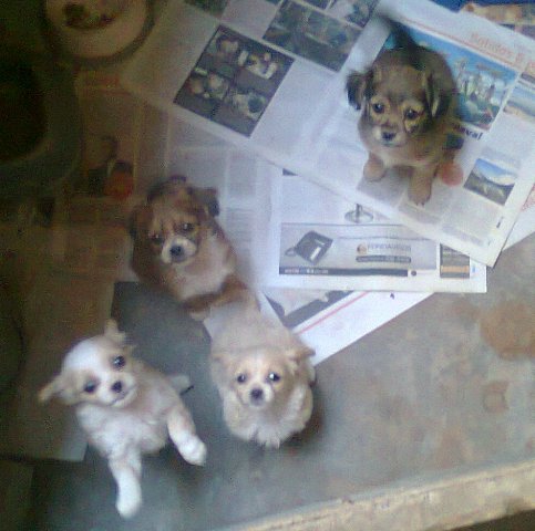 Bellos cachorritos.jpg