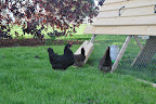  Chicken Gallery