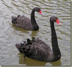 swan
