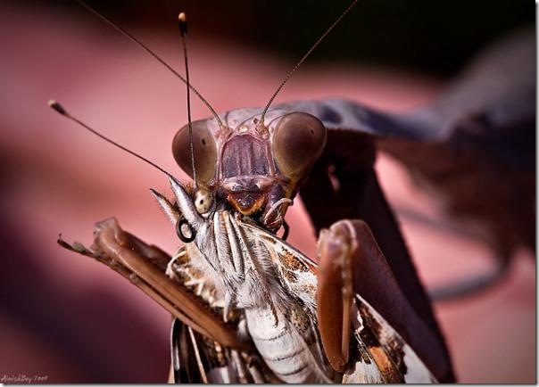 Louva-a-deus versus mariposa 385893346758b439cb41zjpg.img_assist_custom-600x431
