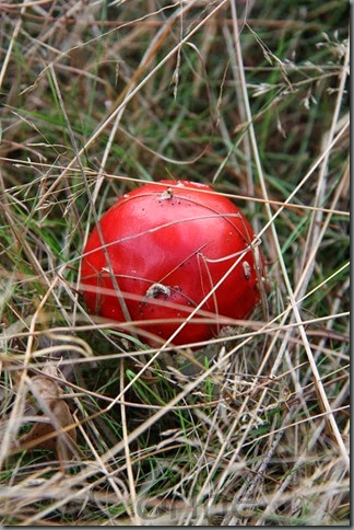biljartbal biljartbal