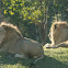 African Lion
