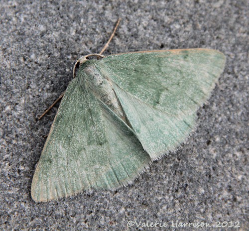 [Grass-Emerald-22.jpg]