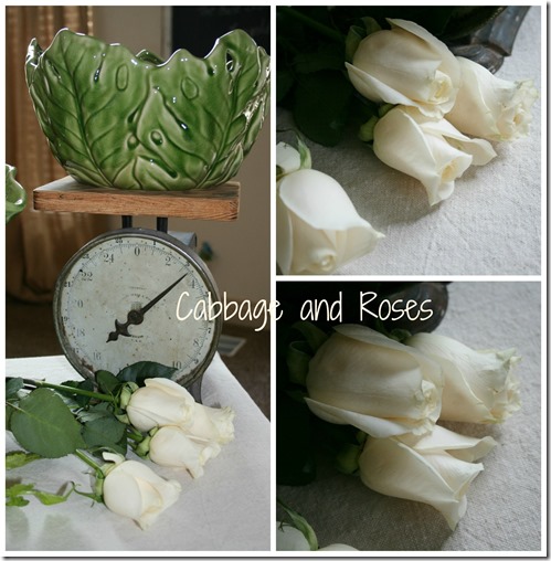 cabbage & roses