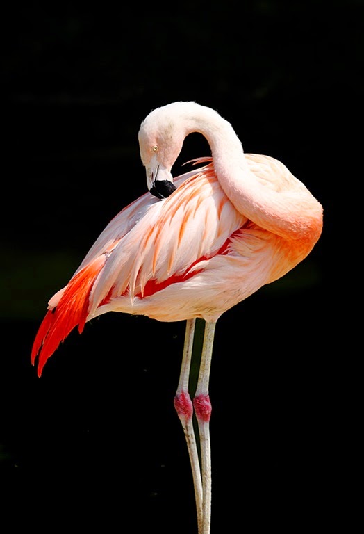 [Chilean_Flamingo_2128%255B8%255D.jpg]