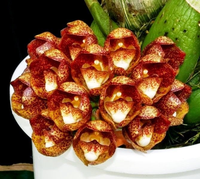 [ORQ-Peristeria-pendula3.jpg]