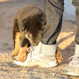 He had an appetite for shoe laces