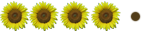Girasol (4) Girasol (4)